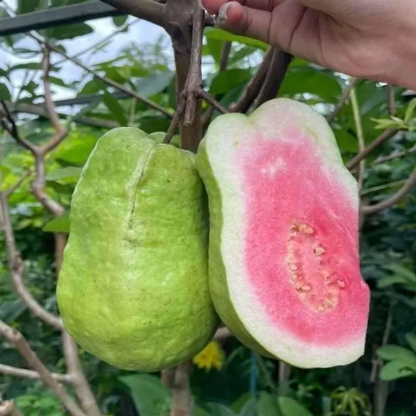 Taiwan_Pink_Guava_Amrood_Layering_Grafted_Fruit_Plant