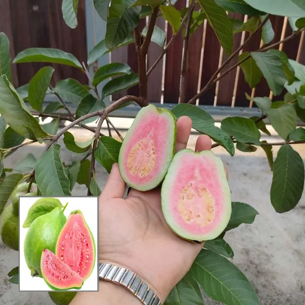 Taiwan_Pink_Guava_Amrood_Layering_Grafted_Fruit_Plant