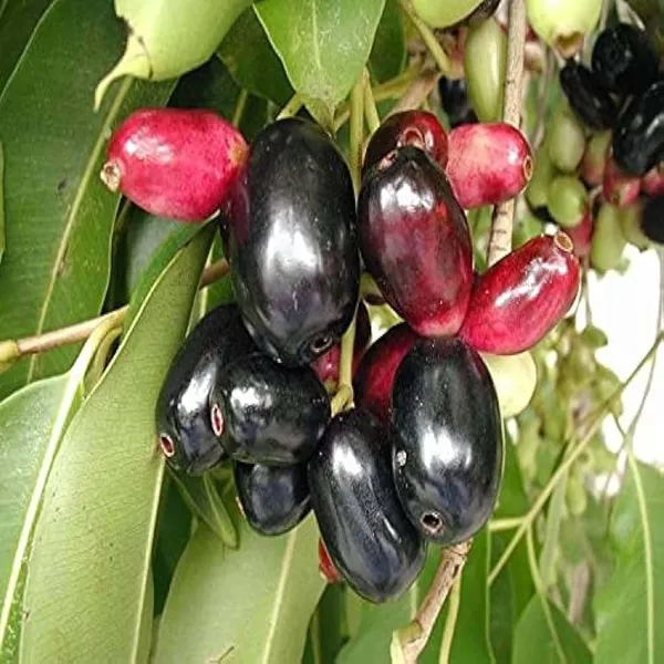 Thai_Black_Jamun_Jambolan_Jam_Grafted_Fruit_Plant