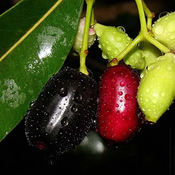 Thai_Black_Jamun_Jambolan_Jam_Grafted_Fruit_Plant