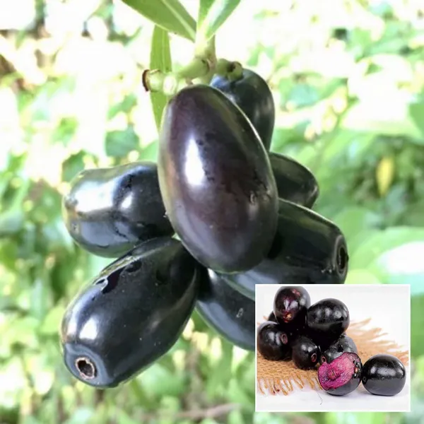 Thai_Black_Jamun_Jambolan_Jam_Grafted_Fruit_Plant