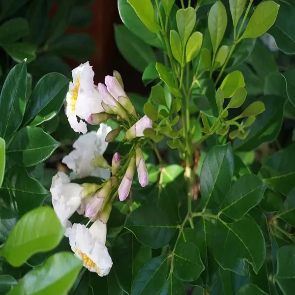 Hybrid_Kamini_Satin_Wood_Kunti_Shrubs_Flower_Plant