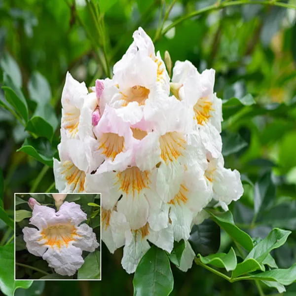 Hybrid_Kamini_Satin_Wood_Kunti_Shrubs_Flower_Plant