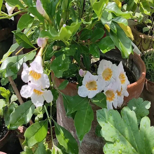 Hybrid_Kamini_Satin_Wood_Kunti_Shrubs_Flower_Plant
