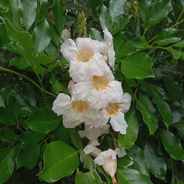 Hybrid_Kamini_Satin_Wood_Kunti_Shrubs_Flower_Plant