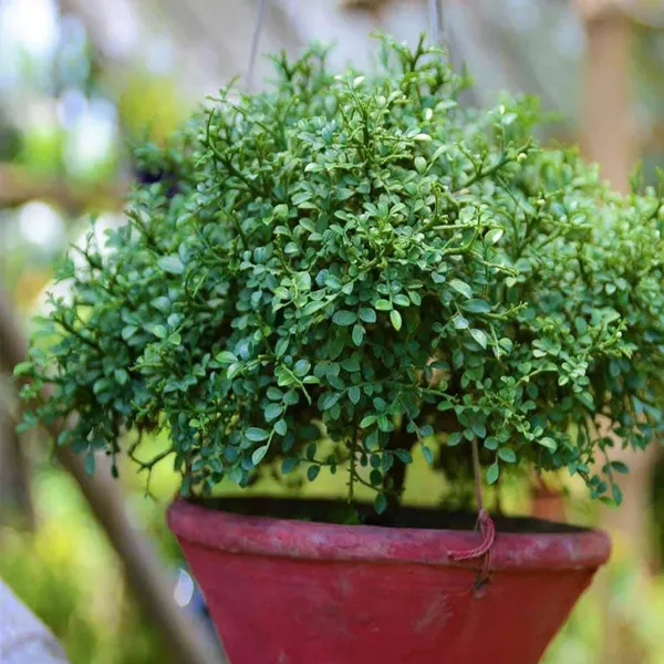 Table_Kamini_Satin_Wood_Kunti_Shrubs_Flower_Plant