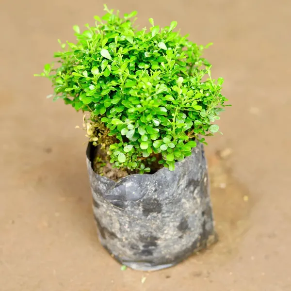 Table_Kamini_Satin_Wood_Kunti_Shrubs_Flower_Plant