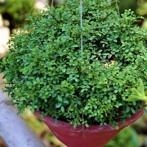 Table_Kamini_Satin_Wood_Kunti_Shrubs_Flower_Plant