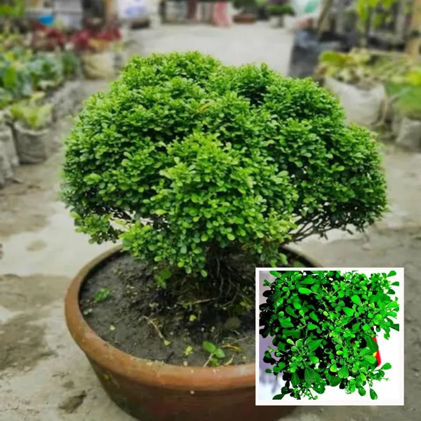 Table_Kamini_Satin_Wood_Kunti_Shrubs_Flower_Plant