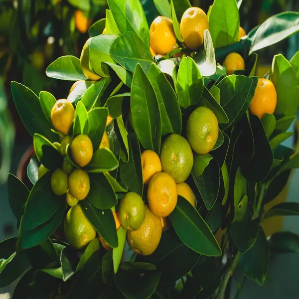 Nimbu_Cot_Sour_All_Time_Lemon_Nimbu_Layering_Grafted_Fruit_Plant