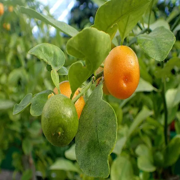 Nimbu_Cot_Sour_All_Time_Lemon_Nimbu_Layering_Grafted_Fruit_Plant