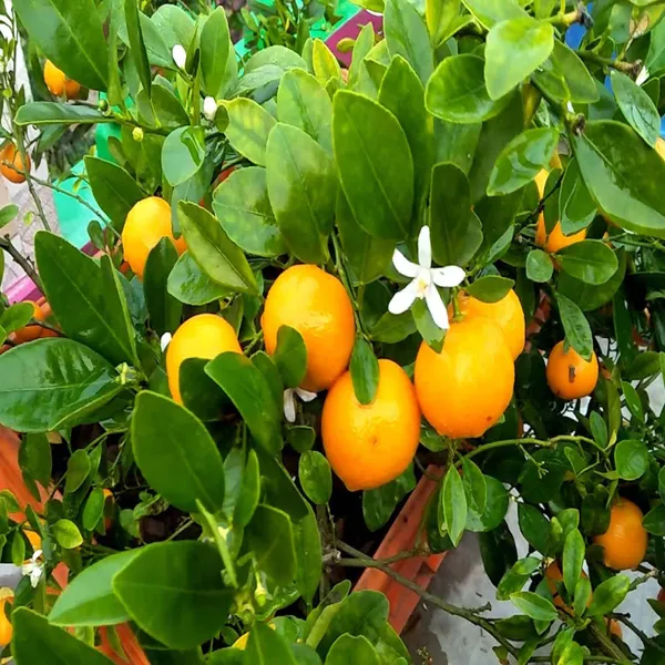 Nimbu_Cot_Sour_All_Time_Lemon_Nimbu_Layering_Grafted_Fruit_Plant