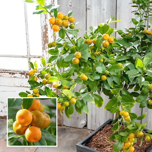 Nimbu_Cot_Sour_All_Time_Lemon_Nimbu_Layering_Grafted_Fruit_Plant