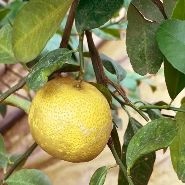 Nimbu_Big_Size_Ball_Pati_Lemon_Nimbu_Layering_Grafted_Fruit_Plant
