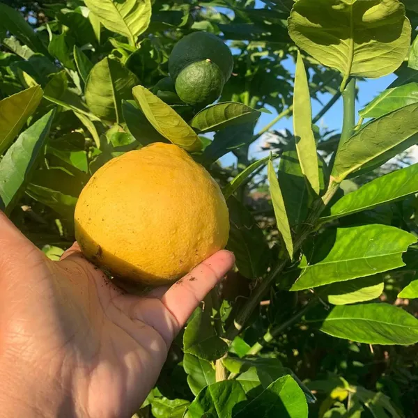 Nimbu_Big_Size_Ball_Pati_Lemon_Nimbu_Layering_Grafted_Fruit_Plant