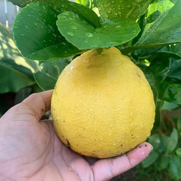 Nimbu_Big_Size_Ball_Pati_Lemon_Nimbu_Layering_Grafted_Fruit_Plant