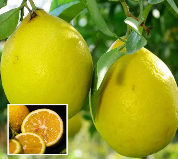 Nimbu_Big_Size_Ball_Pati_Lemon_Nimbu_Layering_Grafted_Fruit_Plant