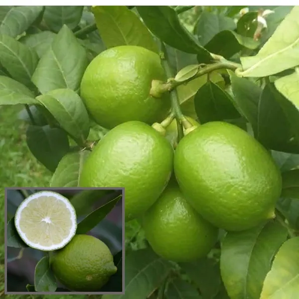 Nimbu_China_3_Seedless_Lemon_Nimbu_Layering_Grafted_Fruit_Plant