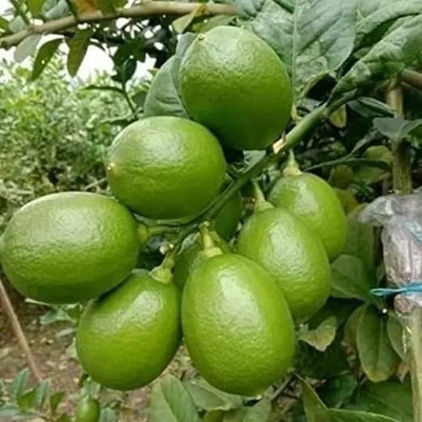 Nimbu_China_3_Seedless_Lemon_Nimbu_Layering_Grafted_Fruit_Plant