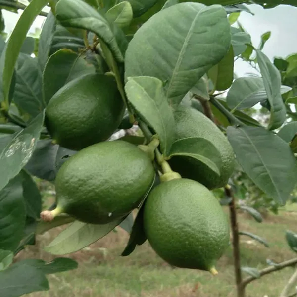 Nimbu_China_3_Seedless_Lemon_Nimbu_Layering_Grafted_Fruit_Plant