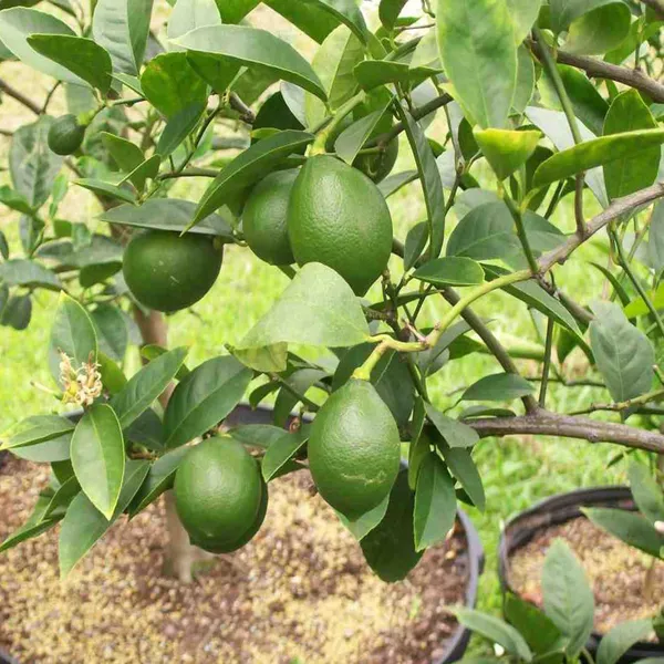Nimbu_China_3_Seedless_Lemon_Nimbu_Layering_Grafted_Fruit_Plant