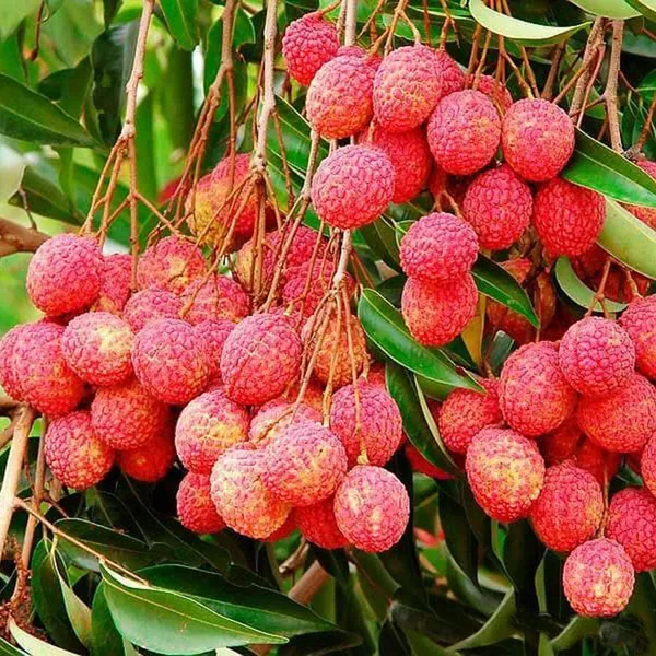 Bombai_Litchi_Lychee_Layering_Grafted_Fruit_Plant