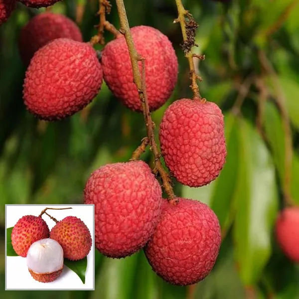 Bombai_Litchi_Lychee_Layering_Grafted_Fruit_Plant