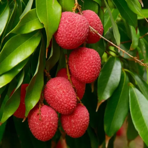 Bombai_Litchi_Lychee_Layering_Grafted_Fruit_Plant