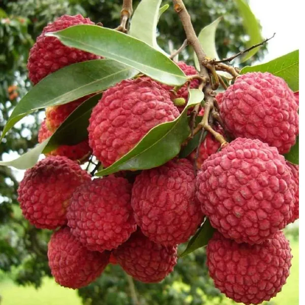 Bombai_Litchi_Lychee_Layering_Grafted_Fruit_Plant