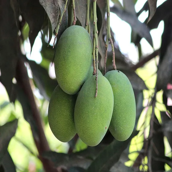Amrapali_Mango_Aam_Grafted_Fruit_Plant