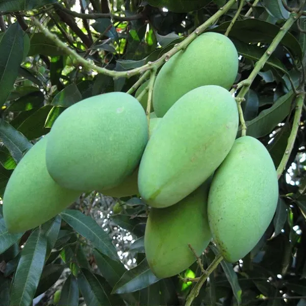 Amrapali_Mango_Aam_Grafted_Fruit_Plant