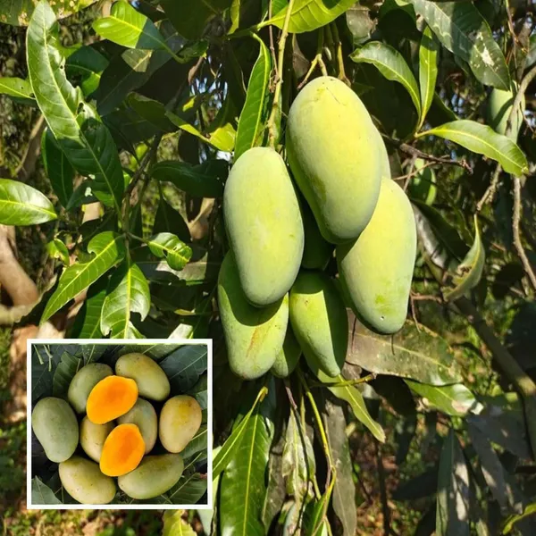 Amrapali_Mango_Aam_Grafted_Fruit_Plant