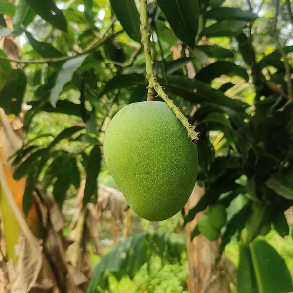 Himsagar_Kishen_Bhog_Khirapat_Mango_Aam_Grafted_Fruit_Plant