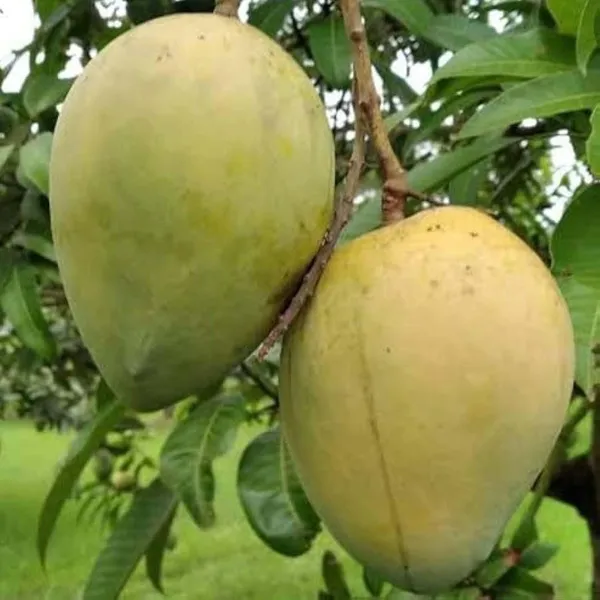 Himsagar_Kishen_Bhog_Khirapat_Mango_Aam_Grafted_Fruit_Plant