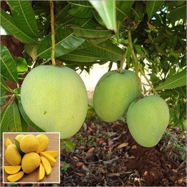 Himsagar_Kishen_Bhog_Khirapat_Mango_Aam_Grafted_Fruit_Plant