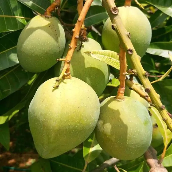 Himsagar_Kishen_Bhog_Khirapat_Mango_Aam_Grafted_Fruit_Plant