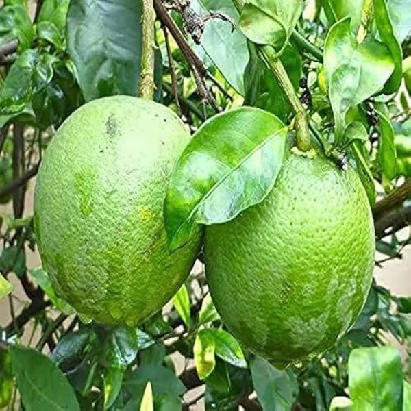 Sathgudi_Mosambi_Grafted_Fruit_Plant