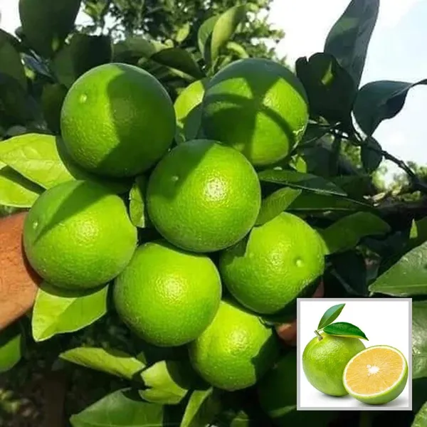 Sathgudi_Mosambi_Grafted_Fruit_Plant
