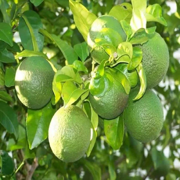 Sathgudi_Mosambi_Grafted_Fruit_Plant