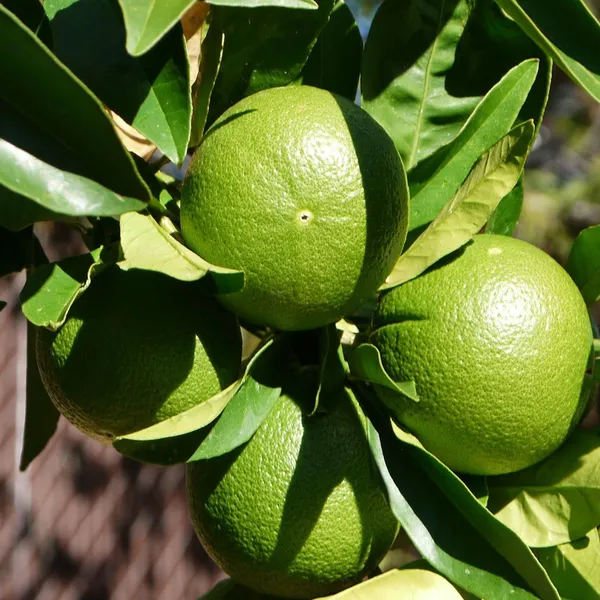 Jalna_Sweet_Mosambi_Grafted_Fruit_Plant