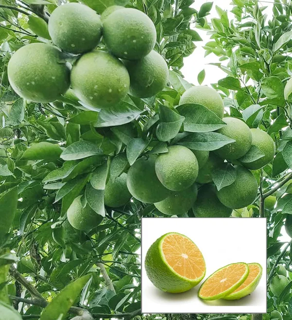 Jalna_Sweet_Mosambi_Grafted_Fruit_Plant
