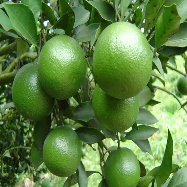Jalna_Sweet_Mosambi_Grafted_Fruit_Plant