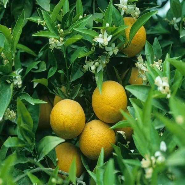 Vietnam_All_Time_Malta_Mosambi_Grafted_Fruit_Plant