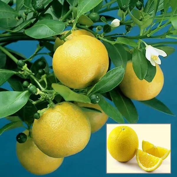 Vietnam_All_Time_Malta_Mosambi_Grafted_Fruit_Plant