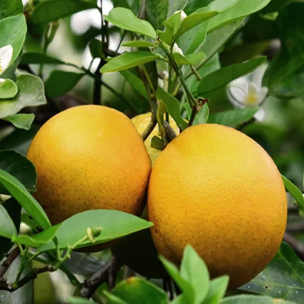 Vietnam_All_Time_Malta_Mosambi_Grafted_Fruit_Plant