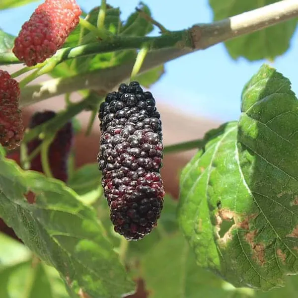 Mulberry_Shahtoot_All_Time_Layering_Grafted_Fruit_Plant