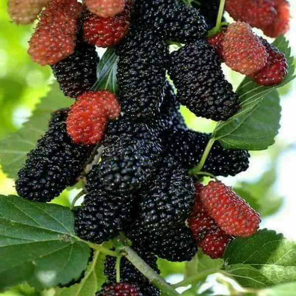 Mulberry_Shahtoot_All_Time_Layering_Grafted_Fruit_Plant