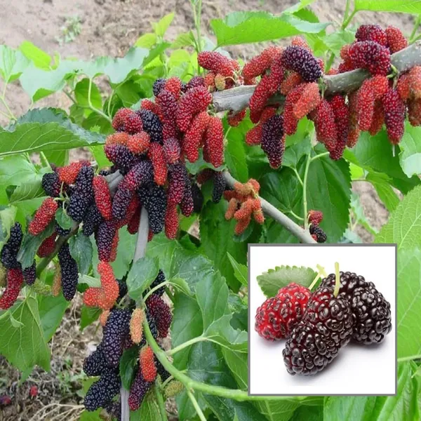 Mulberry_Shahtoot_All_Time_Layering_Grafted_Fruit_Plant
