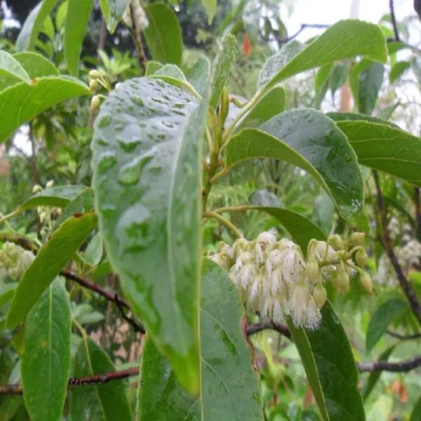 Sour_Indian_Jalpai_Indian_Olive_All_Time_Layering_Grafted_Fruit_Plant