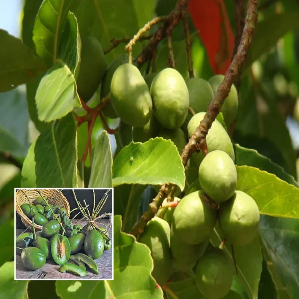 Sour_Indian_Jalpai_Indian_Olive_All_Time_Layering_Grafted_Fruit_Plant